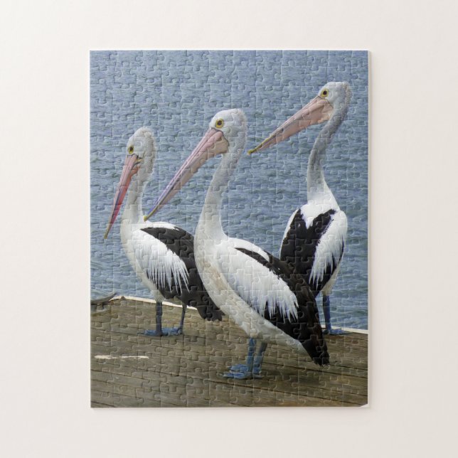 Três Pelicanos em um Quebra-cabeça de Foto Dock (Vertical)