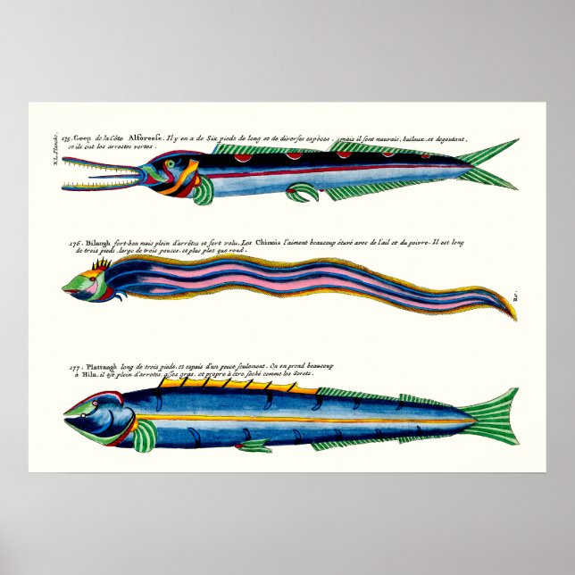 Três Poster de Peixe magro sobre branco antigo (Frente)