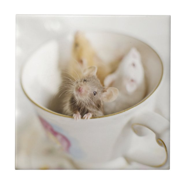 Três ratos pequenos (Frente)