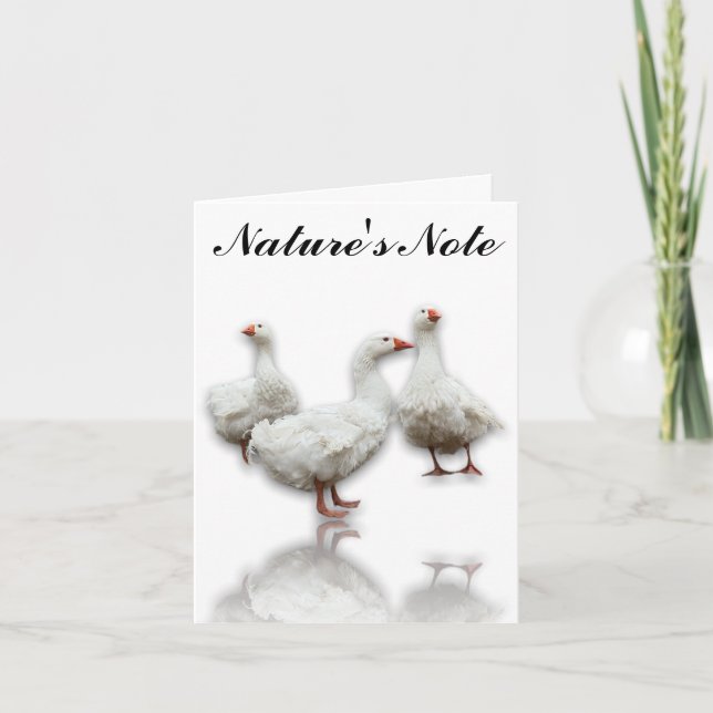 TRÊS SEBASTOPOL GEESE NO CARTÃO DE NOTA DE AVES BR (Frente)