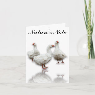 TRÊS SEBASTOPOL GEESE NO CARTÃO DE NOTA DE AVES BR
