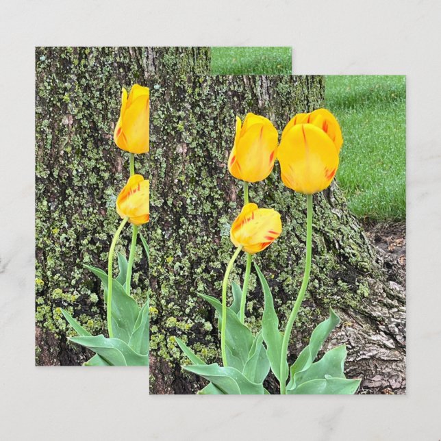 Três Tulipas Amarelas / Papel de Scrapbook (Frente/Verso)