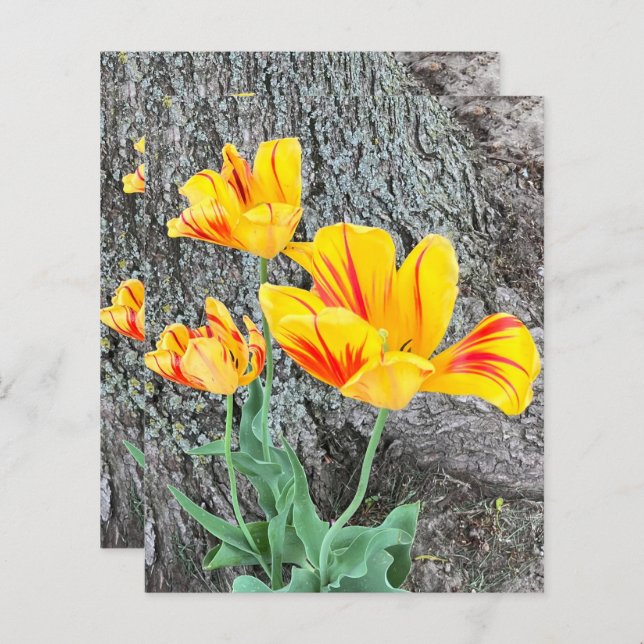 Três Tulipas Amarelas Sequel / Papel Scrapbook (Frente/Verso)