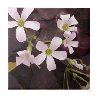 Trevo falso Oxalis Triangularis
