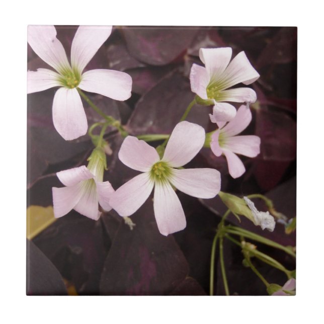 Trevo falso Oxalis Triangularis (Frente)