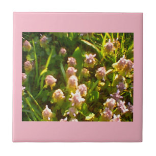 Trevos cor-de-rosa