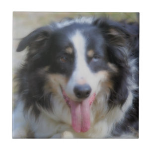 Tri border collie colorido animal