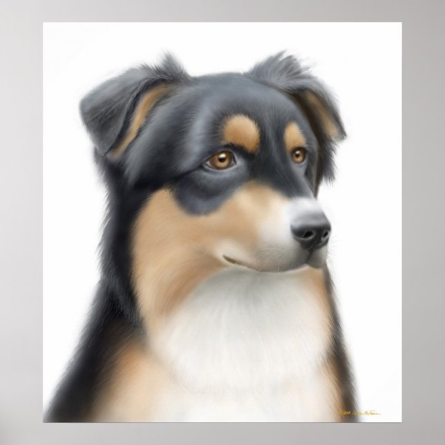 Tricolor Australian Shepherd Poster (Frente)