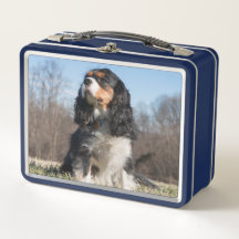TriColor Cavalier King Charles Spaniel