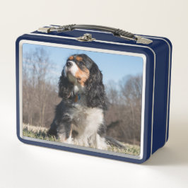 TriColor Cavalier King Charles Spaniel