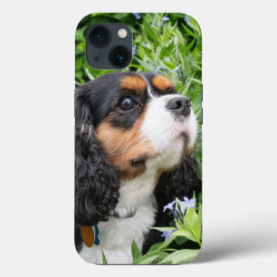 Tricolor Cavalier King Charles Spaniel Dog