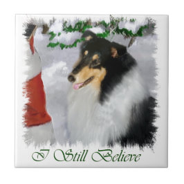 Tricolor Collie Natal