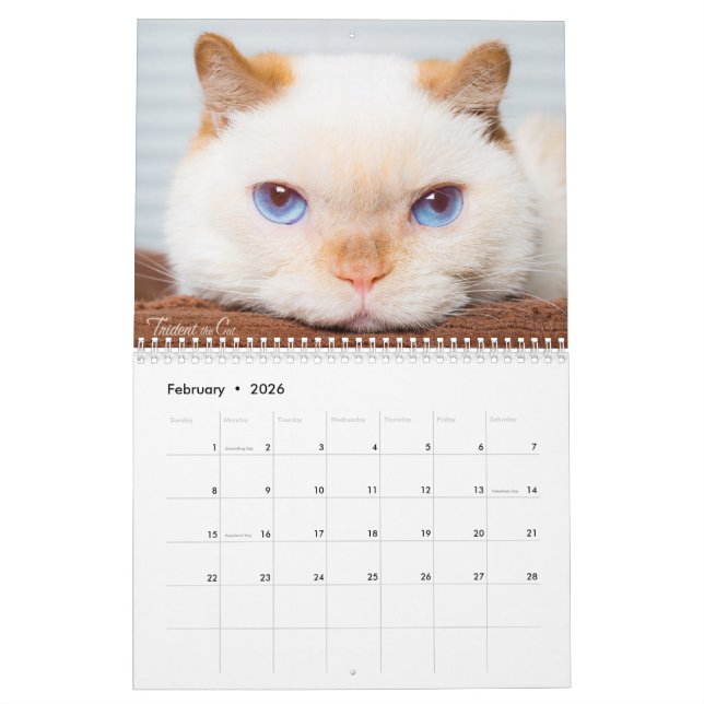 Trident 2017 o calendário do gato (Fev 2026)
