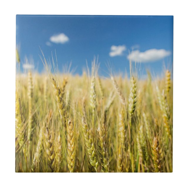 Trigo de Kansas (Frente)