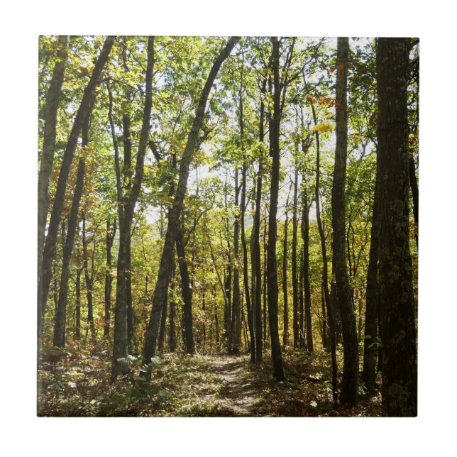 Trilha Appalachian em outubro em Shenandoah (Frente)