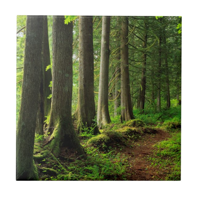 Trilha da Floresta Verde Cênica (Frente)