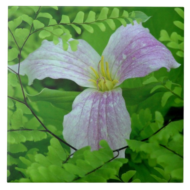 TRILÍLIO E FERNS AZULEJO/TRIVET CERÂMICO (Frente)