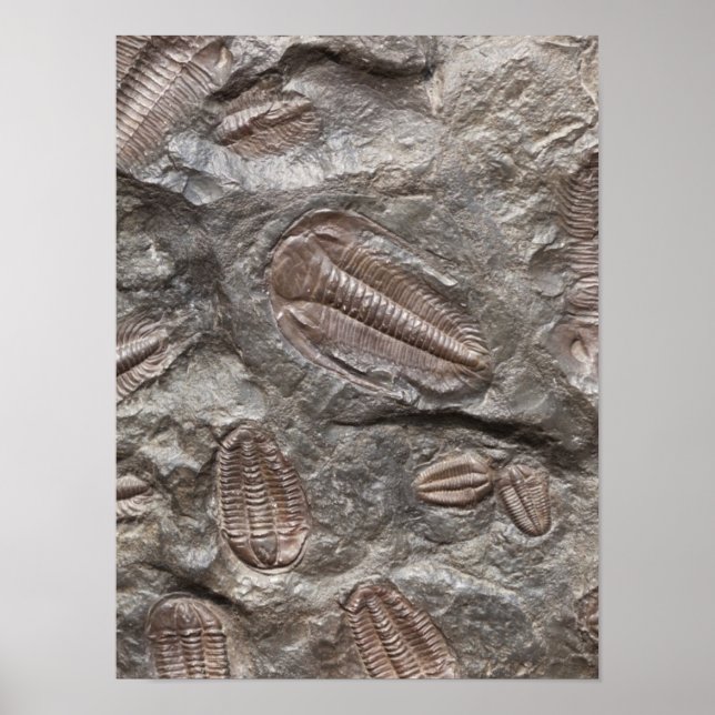 Trilobite, Fóssil: TRILOBITES FOSSILS Poster (Frente)