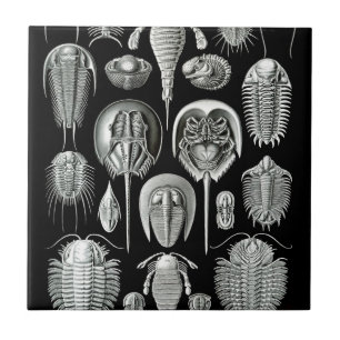 Trilobites e fósseis em preto e branco