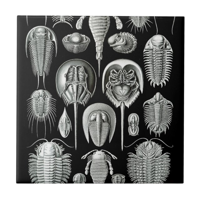 Trilobites e fósseis em preto e branco (Frente)