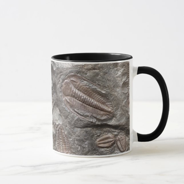 Trilobites fóssil: Caneca dos FÓSSEIS de TRILOBITE (Direita)