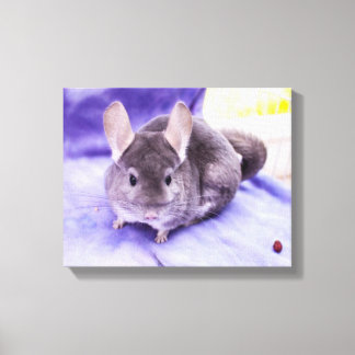Trinket! - Chinchilla Canvas Print