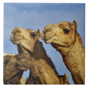 Trío de camelos, mercado de camelos, Cairo, Egito
