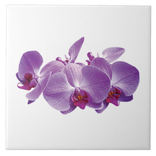 Trio de Orquídea Roxa