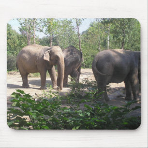 Trio Mousepad do elefante