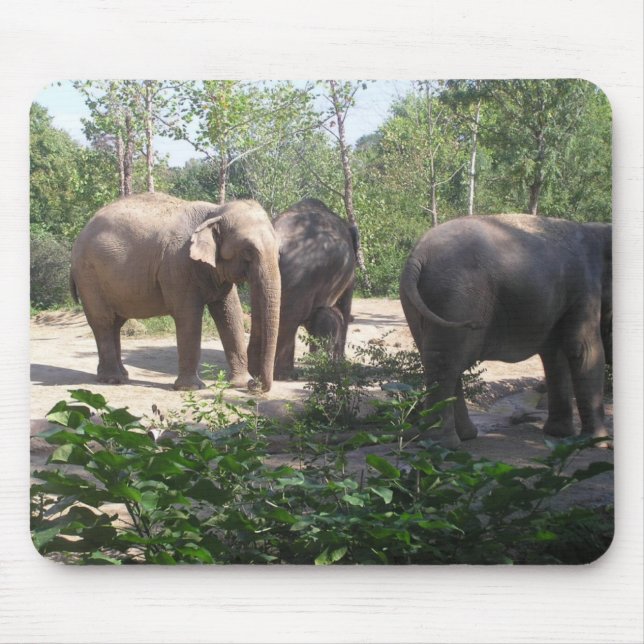 Trio Mousepad do elefante (Frente)