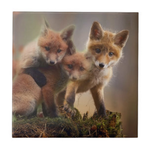 Tripletes Foxy