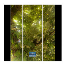 Triptych BL.(Sun Green Tree 1)SDCescartazes ©️ 202
