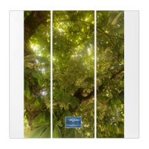 Triptych Wh.(Árvore Verde Sol 1)SDCescartazes ©️ 2