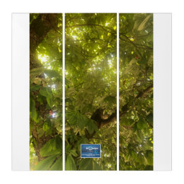 Triptych Wh.(Árvore Verde Sol 1)SDCescartazes ©️ 2