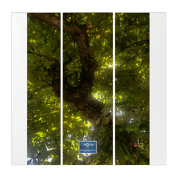 Triptych Wh.(Sun Green Tree 2)SDCescartazes ©️ 202