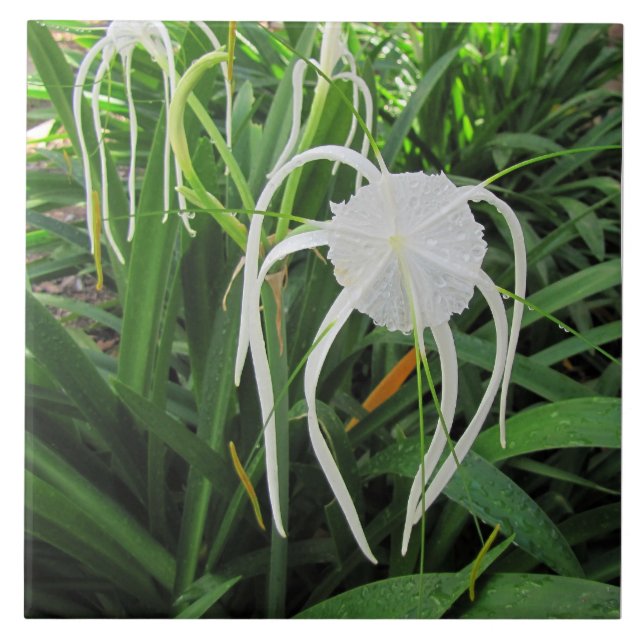 Trivet 6 x6 de Azulejo de Lily Cerâmica para Pânta (Frente)