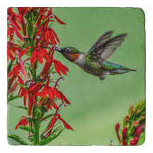 TRIVET-HUMMINGBIRD-NÃO PODE CHEGAR O SUFICIENTE
