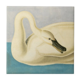 Trompeter Swan por John James Audubon, Vintage Bir