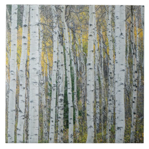 Troncos de Árvore Aspen Aspen, Colorado