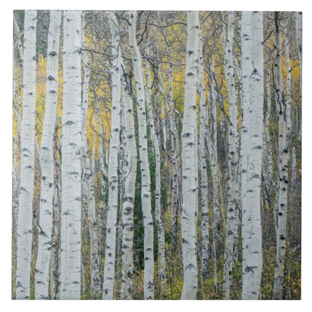 Troncos de Árvore Aspen | Aspen, Colorado (Frente)