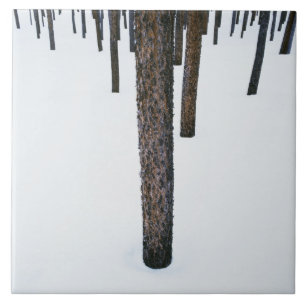 Troncos de árvore na neve