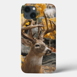 Trophy Deer