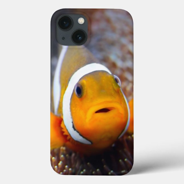 Tropical reef fish - Clownfish (Verso)