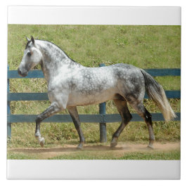 Trotar andaluz do garanhão