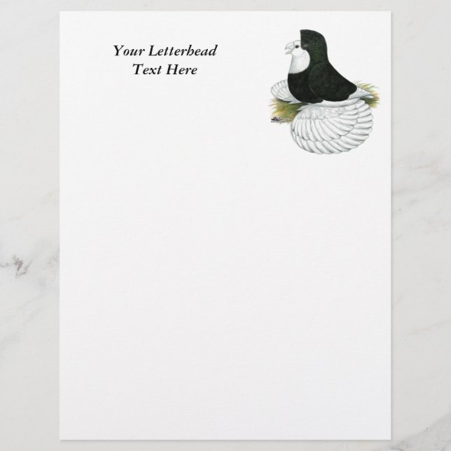 Trumpeter Pigeon Black Balehead (Frente)