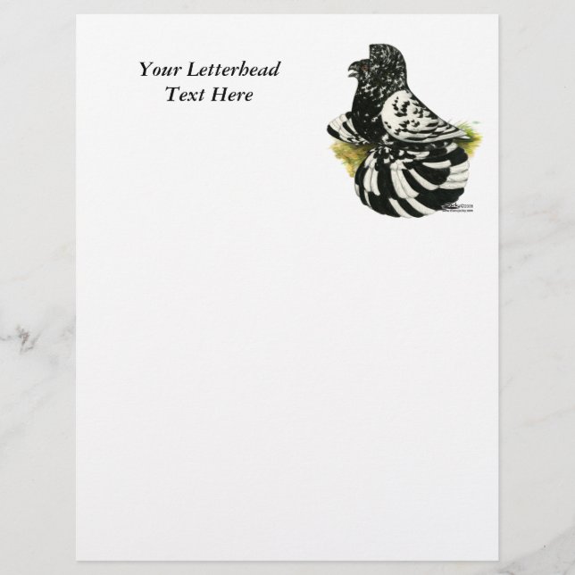 Trumpeter Pigeon Dark Splash (Frente)