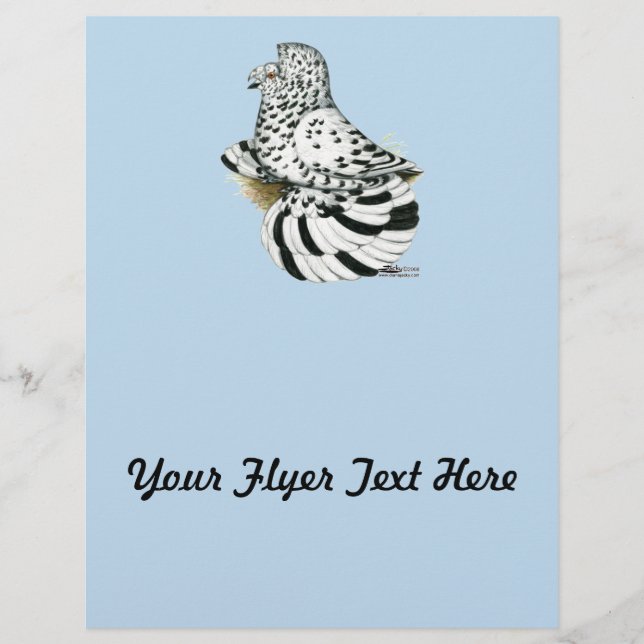 Trumpeter Pigeon Light Splash (Frente)