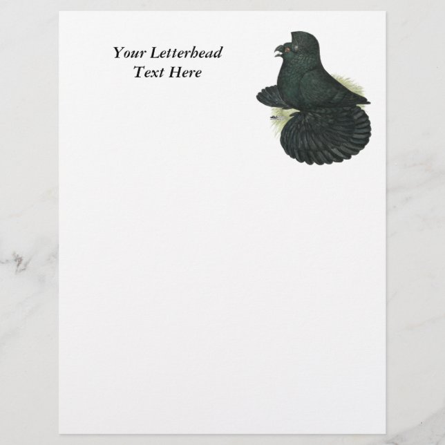 Trumpeter Pigeon Preto (Frente)