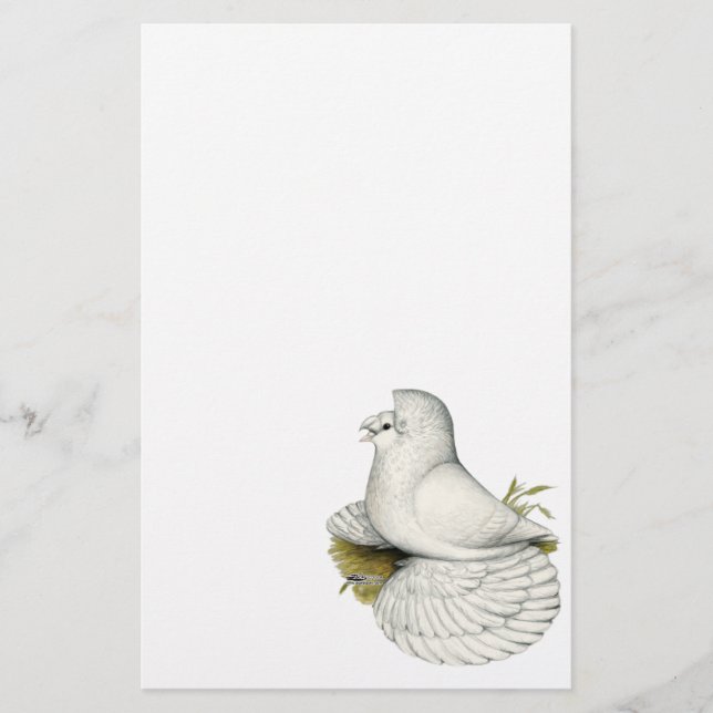 Trumpeter Pigeon White (Frente)
