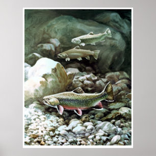 truta de arco-íris no poster da pesca do ribeiro